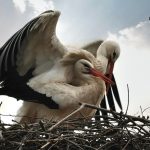 Системи на междуполови отношения – моногамия и полигамия част2