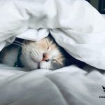 Практики за добър сън